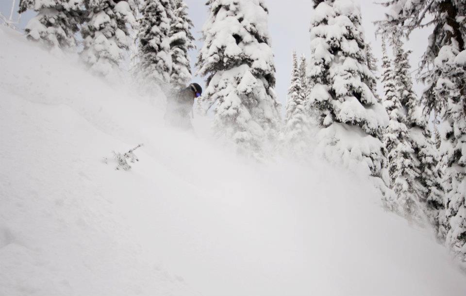 Deep powder snow among evergreen trees
