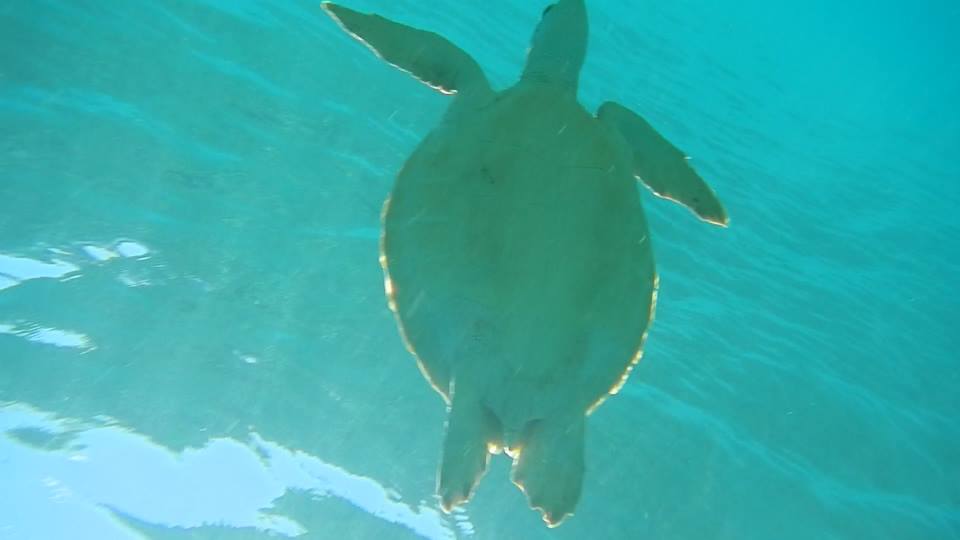 ocean